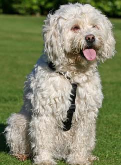 TERRIER DE TIBET
